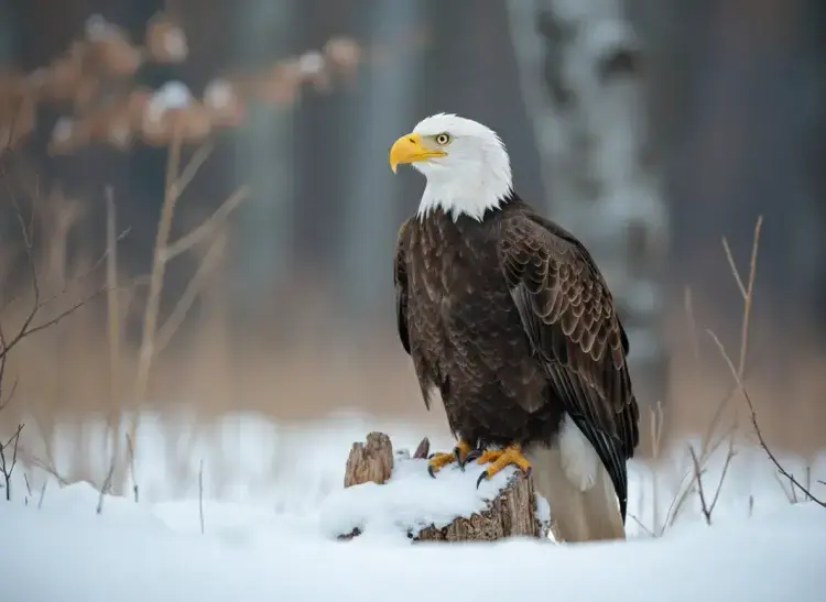 Wildlife